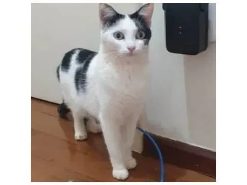 Gato raça SRD-ViraLata idade 2 anos nome Pérola, a única.