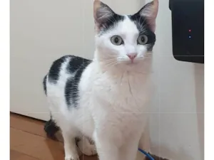 Gato raça SRD-ViraLata idade 2 anos nome Pérola, a única.