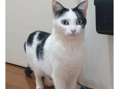 Gato raça SRD-ViraLata idade 2 anos nome Pérola.