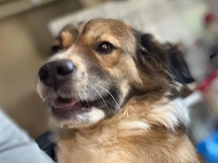 Cachorro raça SRD-ViraLata idade 4 anos nome Hachiko