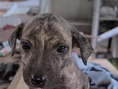 Cachorro raça SRD-ViraLata idade 2 a 6 meses nome Cachorrinhos para doar 