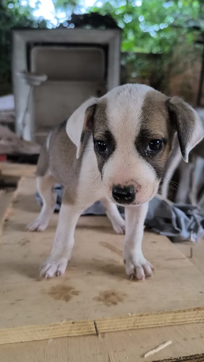 Cachorro raça SRD-ViraLata idade 2 a 6 meses nome Cachorrinhos para doar 