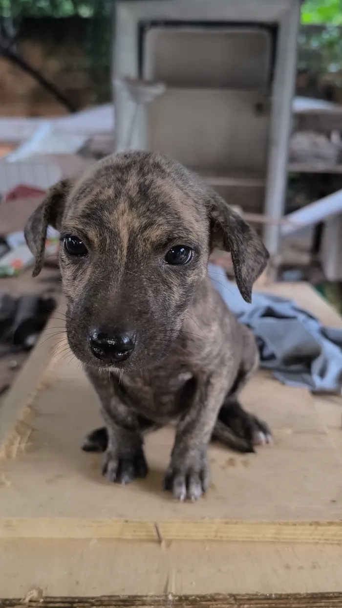 Cachorro raça SRD-ViraLata idade 2 a 6 meses nome Cachorrinhos para doar 