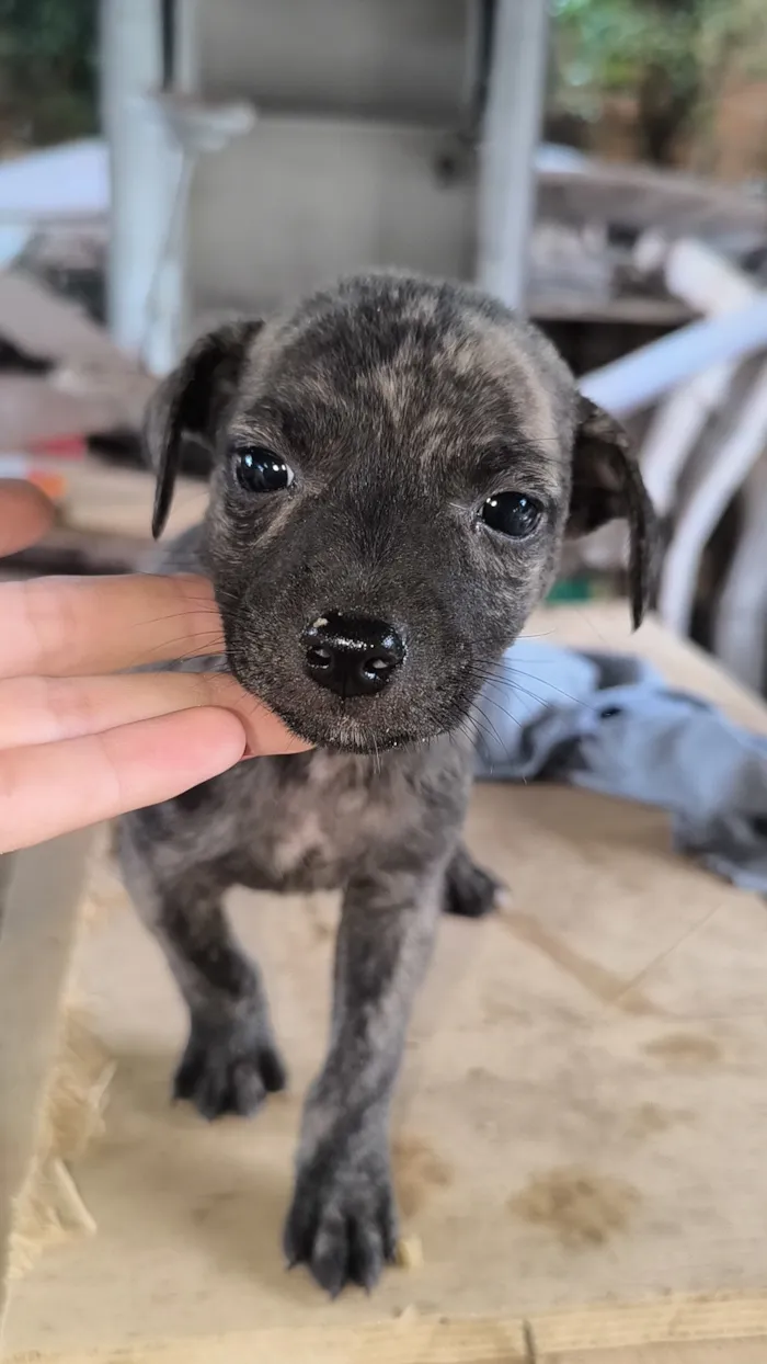 Cachorro raça SRD-ViraLata idade 2 a 6 meses nome Cachorrinhos para doar 