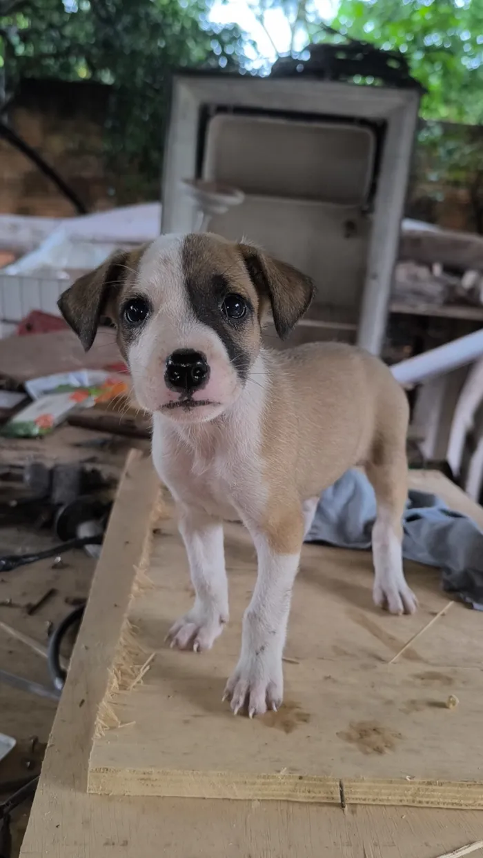 Cachorro raça SRD-ViraLata idade 2 a 6 meses nome Cachorrinhos para doar 
