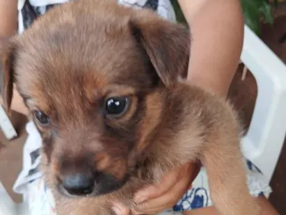 Cachorro raça SRD-ViraLata idade Abaixo de 2 meses nome filhotes
