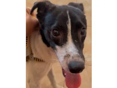 Cachorro raça SRD-ViraLata idade 7 a 11 meses nome Dudu