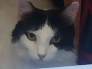 Gato raça SRD-ViraLata idade 1 ano nome Nalu 