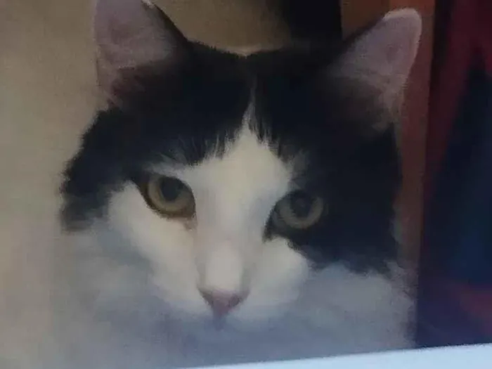 Gato raça SRD-ViraLata idade 1 ano nome Nalu 