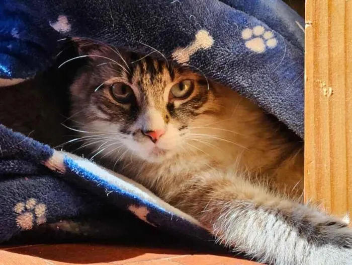 Gato raça Siamês idade 1 ano nome BLUE 