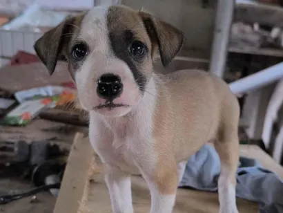 Cachorro raça SRD-ViraLata idade 2 a 6 meses nome Cachorrinhos para doar 