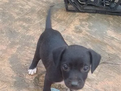 Cachorro raça SRD-ViraLata idade Abaixo de 2 meses nome Preto 