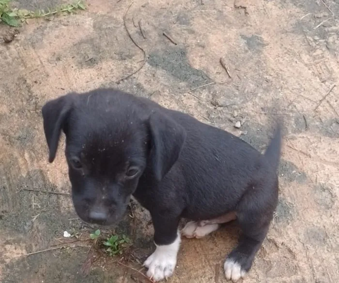 Cachorro raça SRD-ViraLata idade Abaixo de 2 meses nome Preto 
