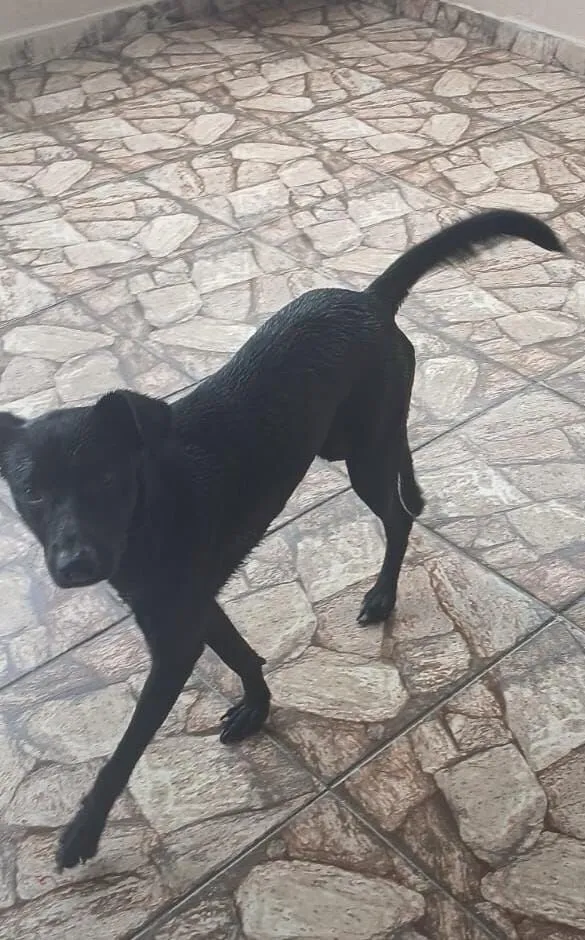 Cachorro raça SRD-ViraLata idade 7 a 11 meses nome apollo