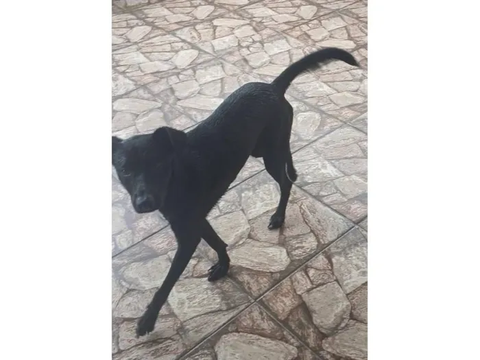 Cachorro raça SRD-ViraLata idade 7 a 11 meses nome apollo
