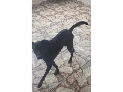Cachorro raça SRD-ViraLata idade 7 a 11 meses nome apollo