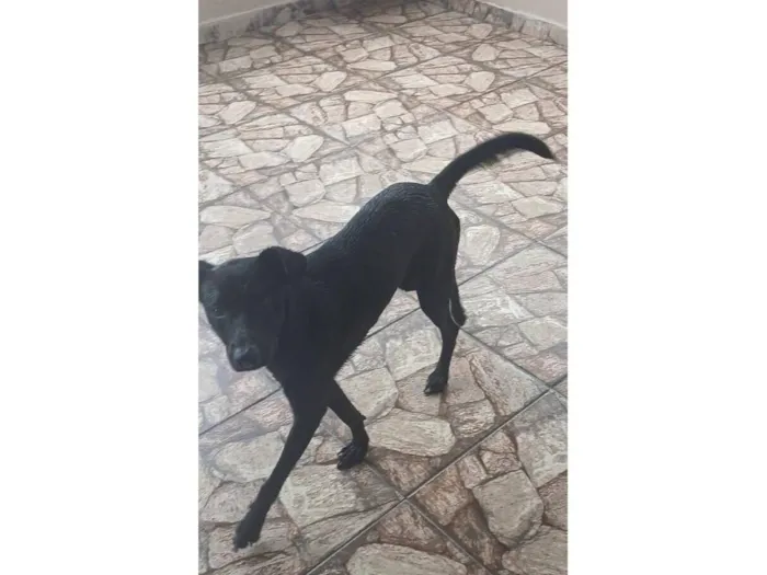 Cachorro raça SRD-ViraLata idade 7 a 11 meses nome apollo