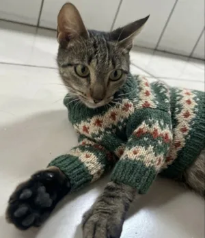 Gato raça SRD-ViraLata idade 1 ano nome Gatinha charmosa