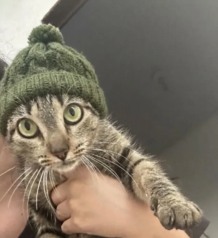 Gato raça SRD-ViraLata idade 1 ano nome Gatinha charmosa