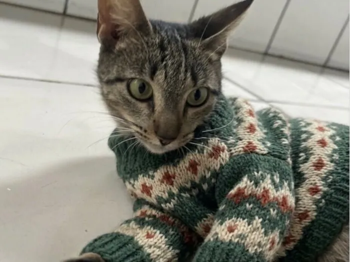 Gato raça SRD-ViraLata idade 1 ano nome Gatinha charmosa 