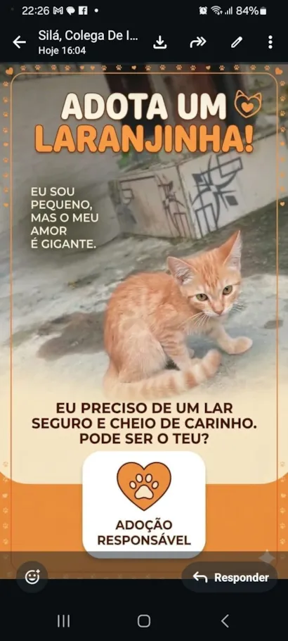Gato raça SRD-ViraLata idade 2 a 6 meses nome laranjinha 