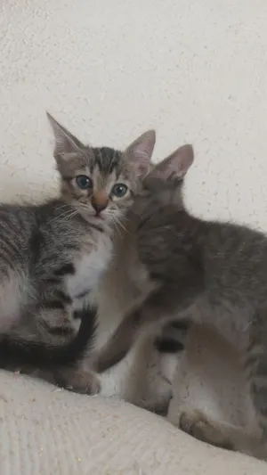 Gato raça SRD-ViraLata idade 2 a 6 meses nome Gatinha Rajada