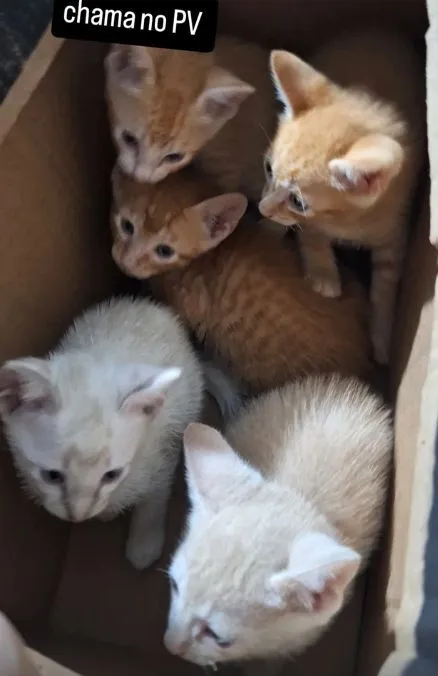 Gato raça SRD-ViraLata idade Abaixo de 2 meses nome DOANDO GATINHOS