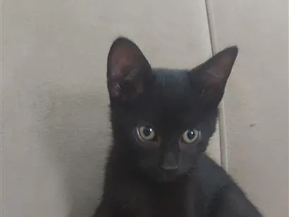Gato raça SRD-ViraLata idade 2 a 6 meses nome Gatinho Preto