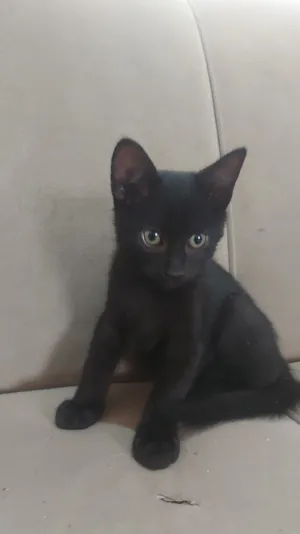 Gato raça SRD-ViraLata idade 2 a 6 meses nome Gatinho Preto