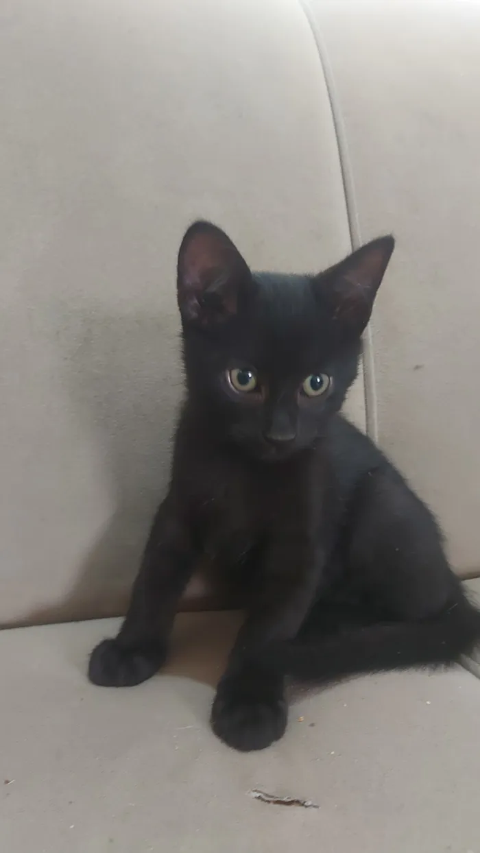 Gato raça SRD-ViraLata idade 2 a 6 meses nome Gatinho Preto
