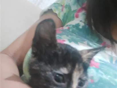 Gato raça SRD-ViraLata idade 2 a 6 meses nome Gatinha Escama pequenina