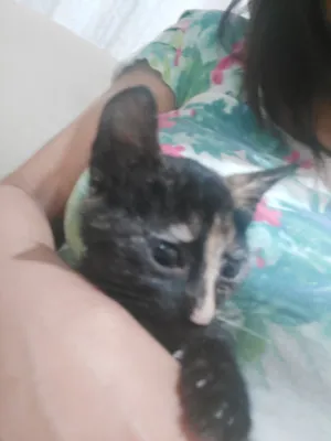 Gato raça SRD-ViraLata idade 2 a 6 meses nome Gatinha Escama pequenina