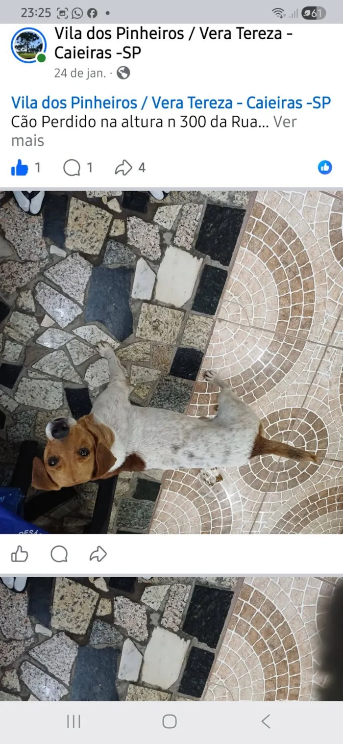 Cachorro raça SRD-ViraLata idade 2 anos nome nao sabemos chamo de paçoca