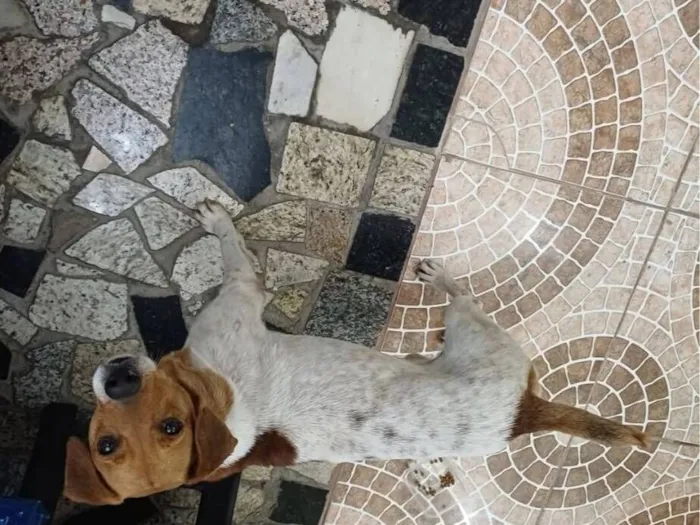 Cachorro raça SRD-ViraLata idade 2 anos nome nao sabemos chamo de paçoca