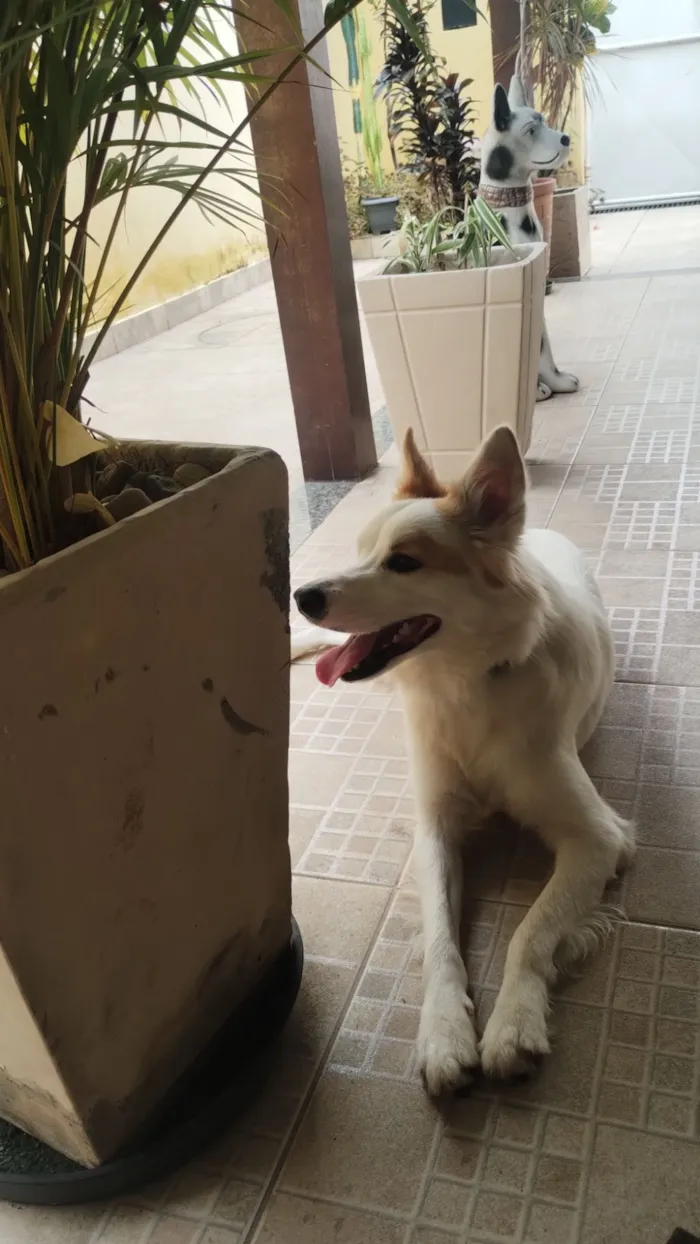 Cachorro raça SRD-ViraLata idade 1 ano nome Jonh