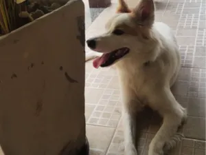 Cachorro raça SRD-ViraLata idade 1 ano nome Jonh