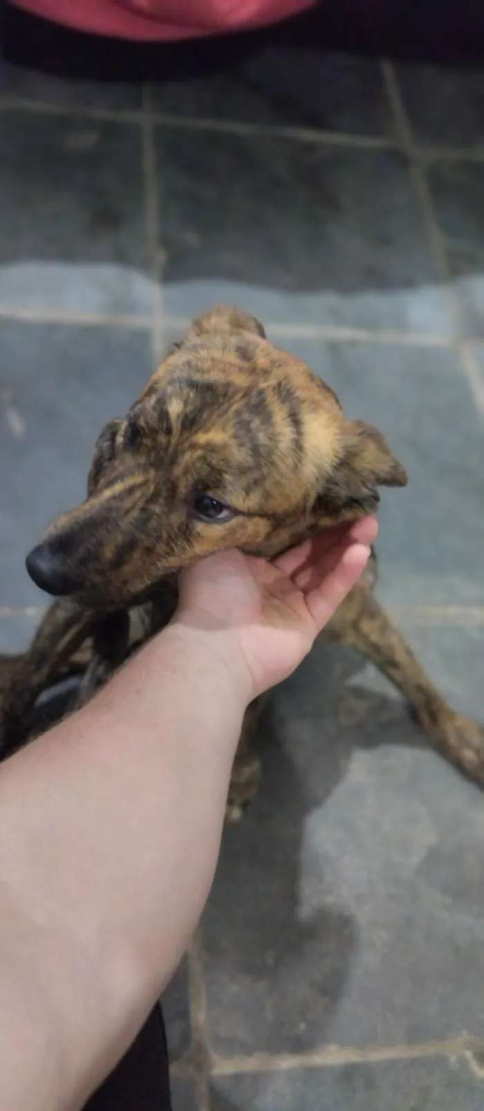 Cachorro raça SRD-ViraLata idade 2 a 6 meses nome rajado