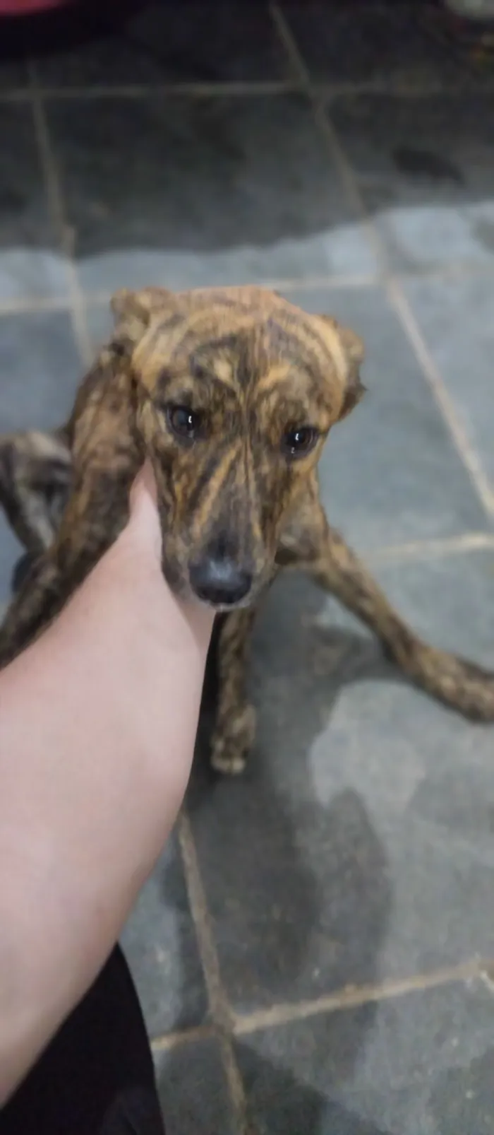 Cachorro raça SRD-ViraLata idade 7 a 11 meses nome rajado