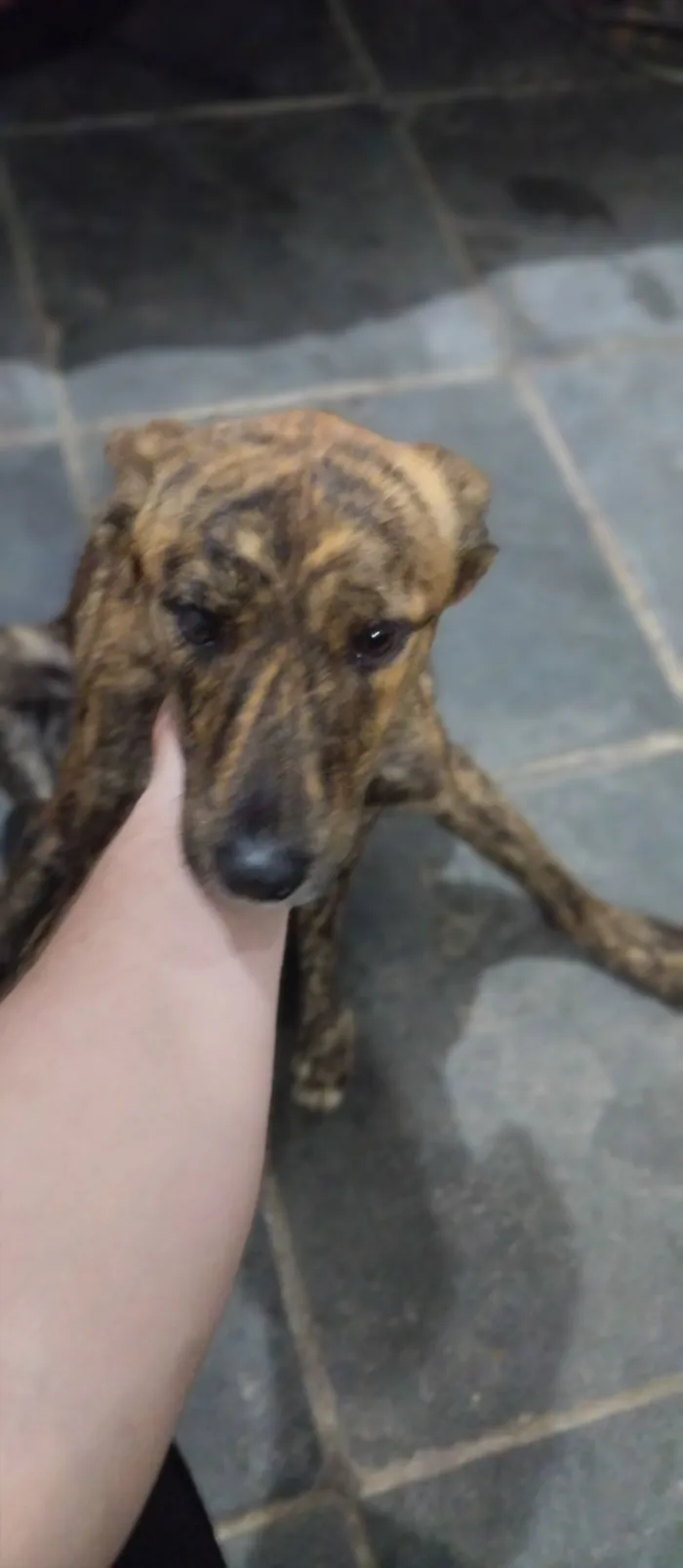 Cachorro raça SRD-ViraLata idade 7 a 11 meses nome rajado