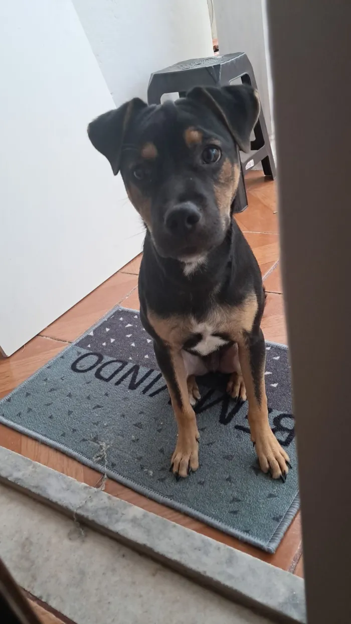 Cachorro raça SRD-ViraLata idade 7 a 11 meses nome Charles