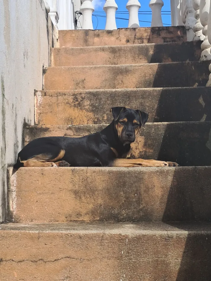 Cachorro raça SRD-ViraLata idade 7 a 11 meses nome Charles