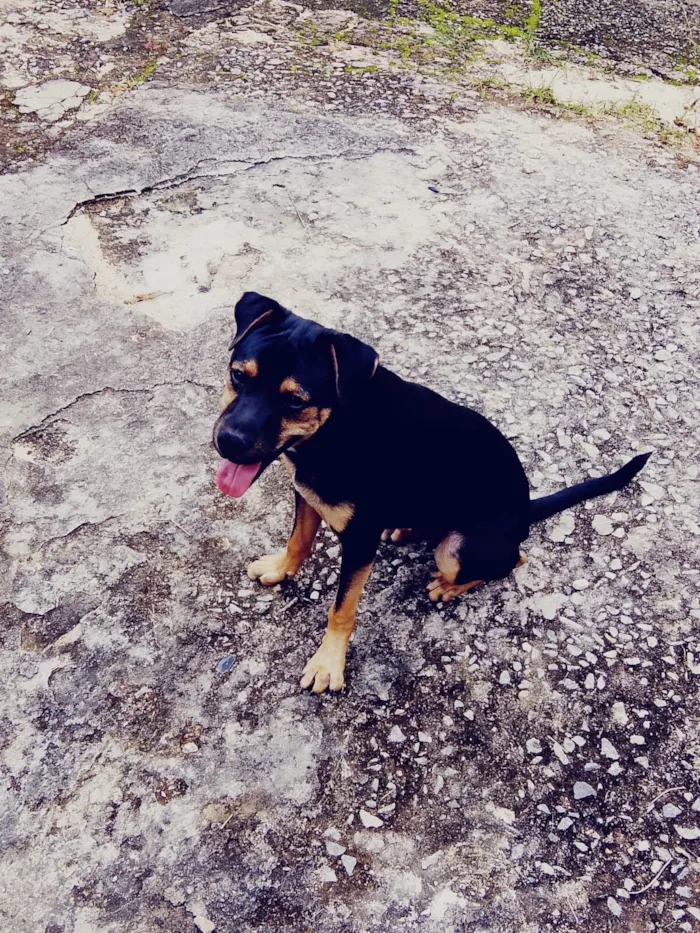 Cachorro raça SRD-ViraLata idade 7 a 11 meses nome Charles