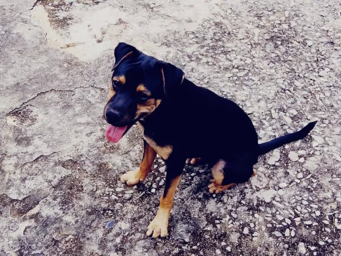 Cachorro raça SRD-ViraLata idade 7 a 11 meses nome Charles