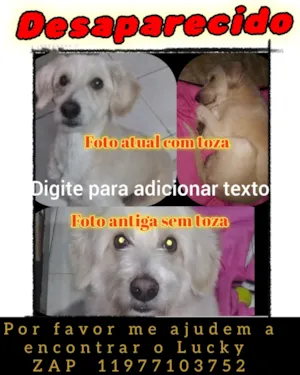 Cachorro raça SRD-ViraLata idade 7 a 11 meses nome luck