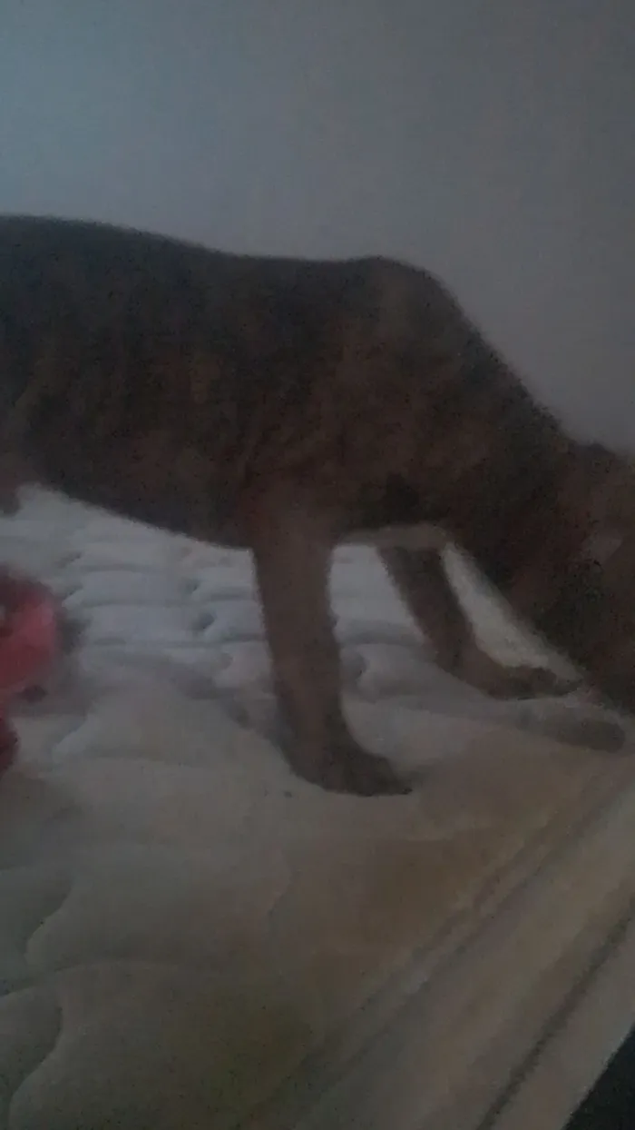 Cachorro raça Pit-Bull idade 2 a 6 meses nome lupi 