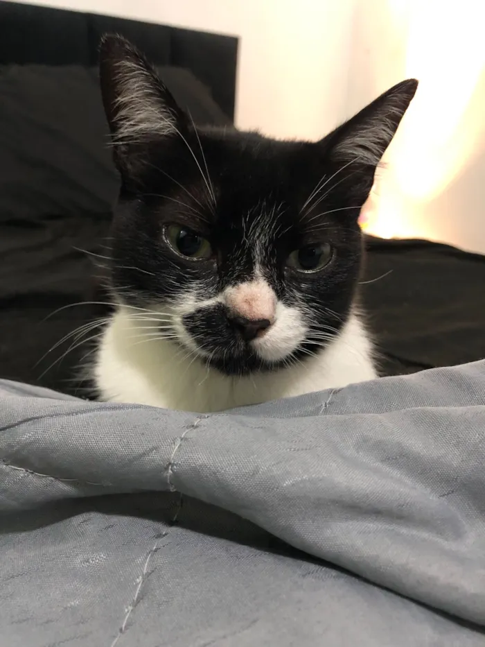 Gato raça SRD-ViraLata idade 2 a 6 meses nome Sem nome