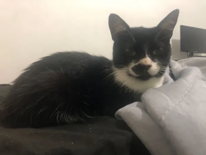 Gato raça SRD-ViraLata idade 2 a 6 meses nome Sem nome