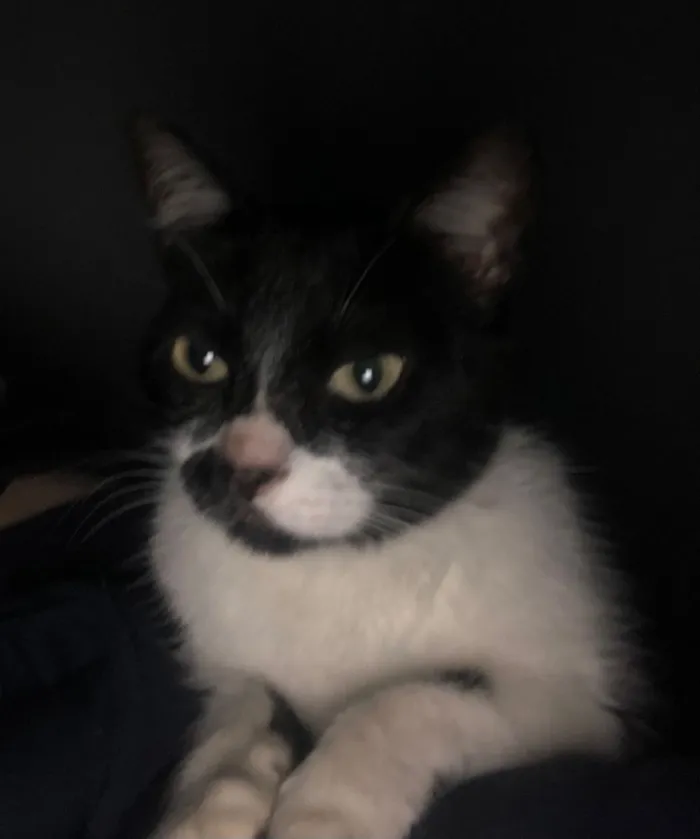 Gato raça SRD-ViraLata idade 2 a 6 meses nome Sem nome