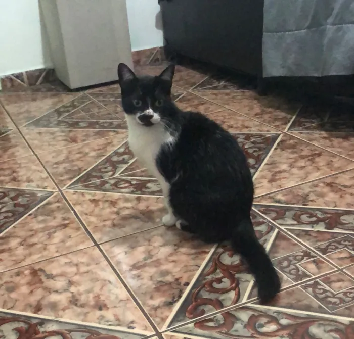 Gato raça SRD-ViraLata idade 2 a 6 meses nome Sem nome