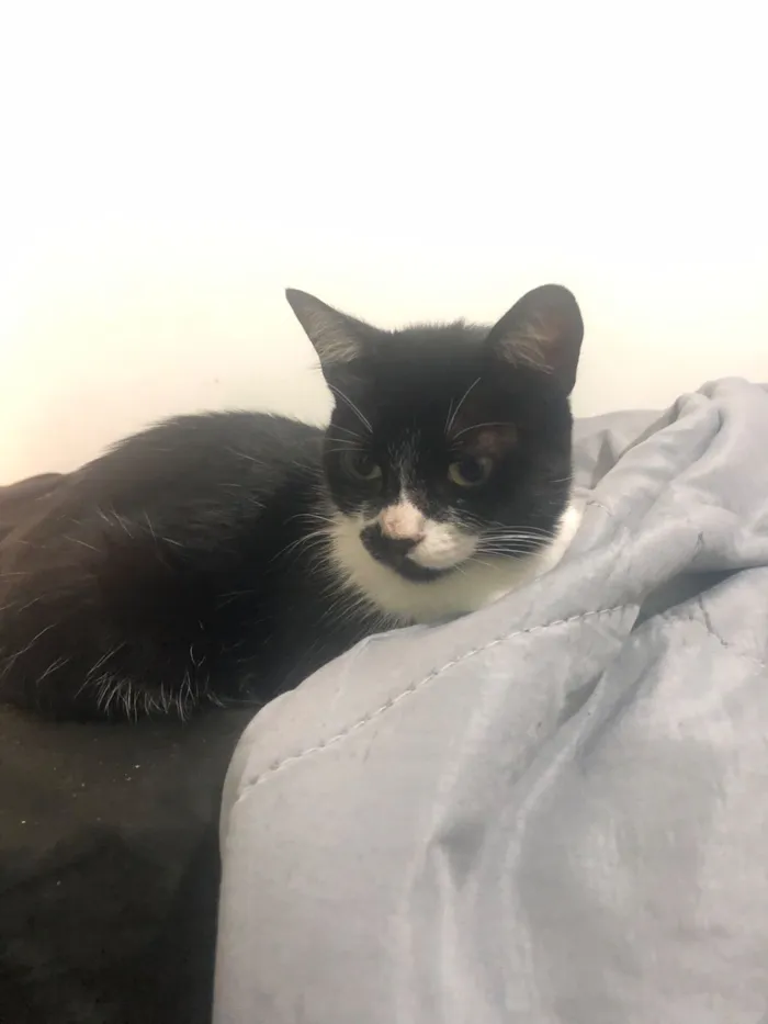 Gato raça SRD-ViraLata idade 2 a 6 meses nome Sem nome